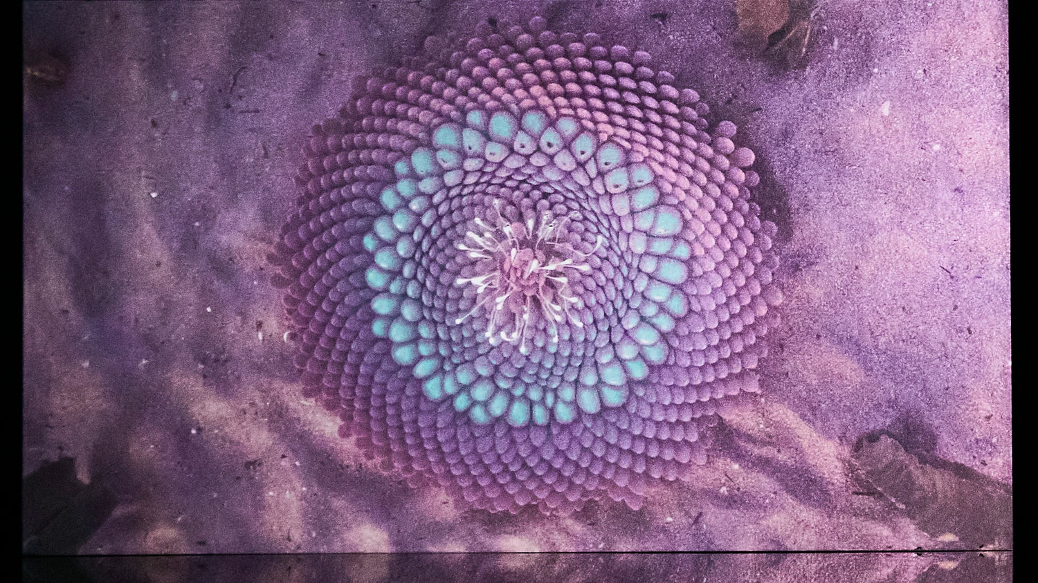 Mesmerize Wallpaper | Style: 103/02