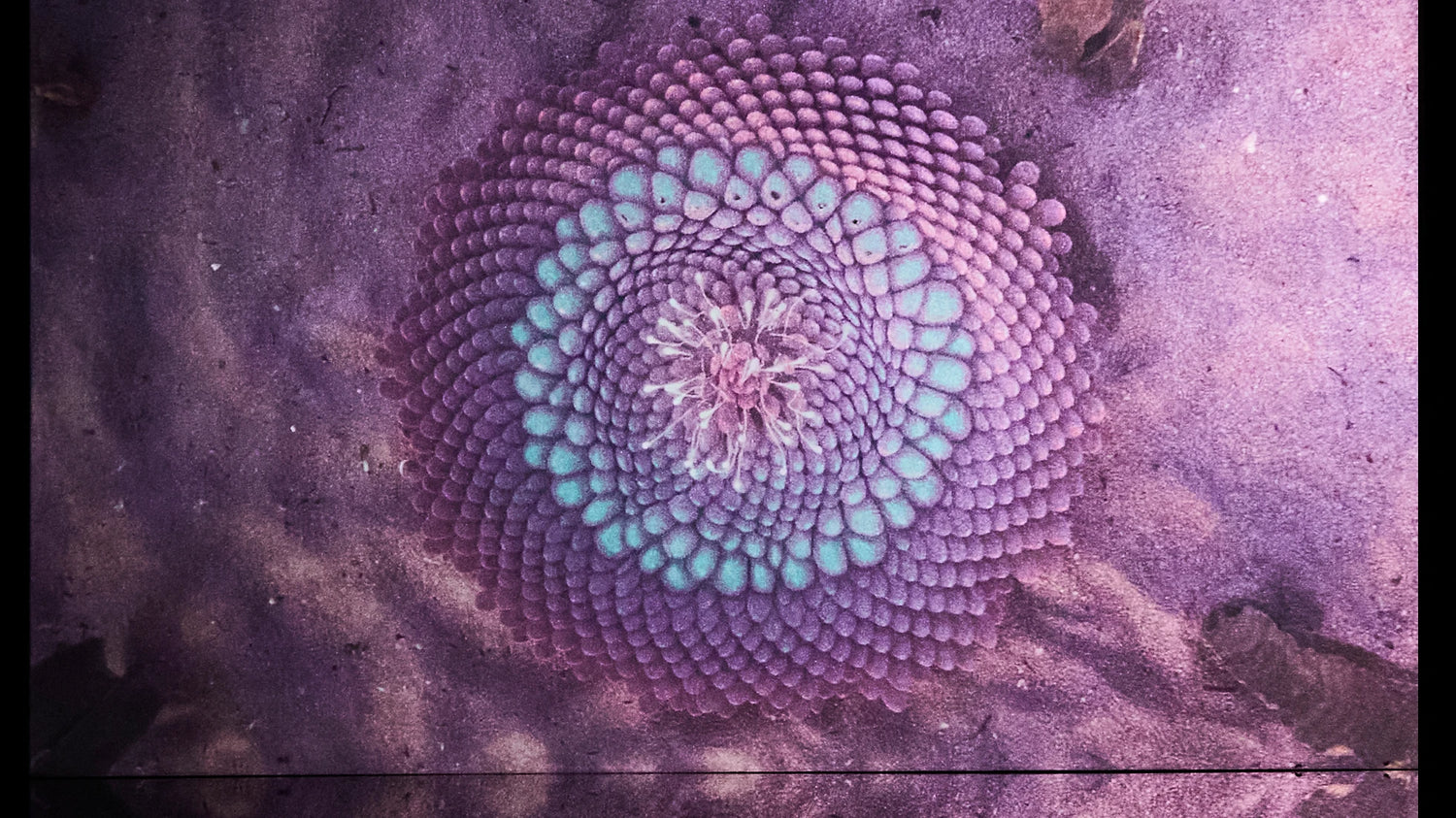 Mesmerize Wallpaper | Style: 103/02