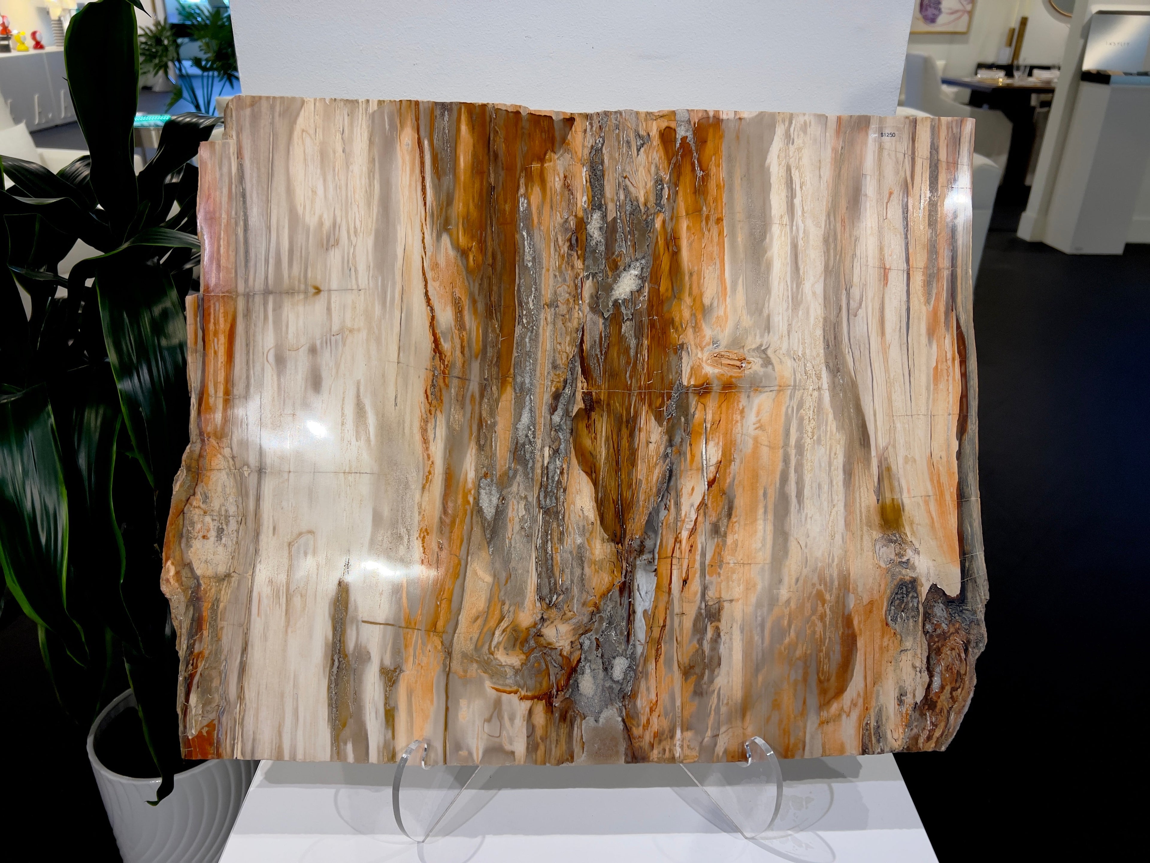 Petrified Wood Platter Square XL