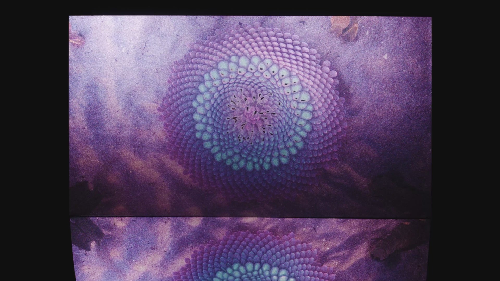 Mesmerize Wallpaper | Style: 103/02