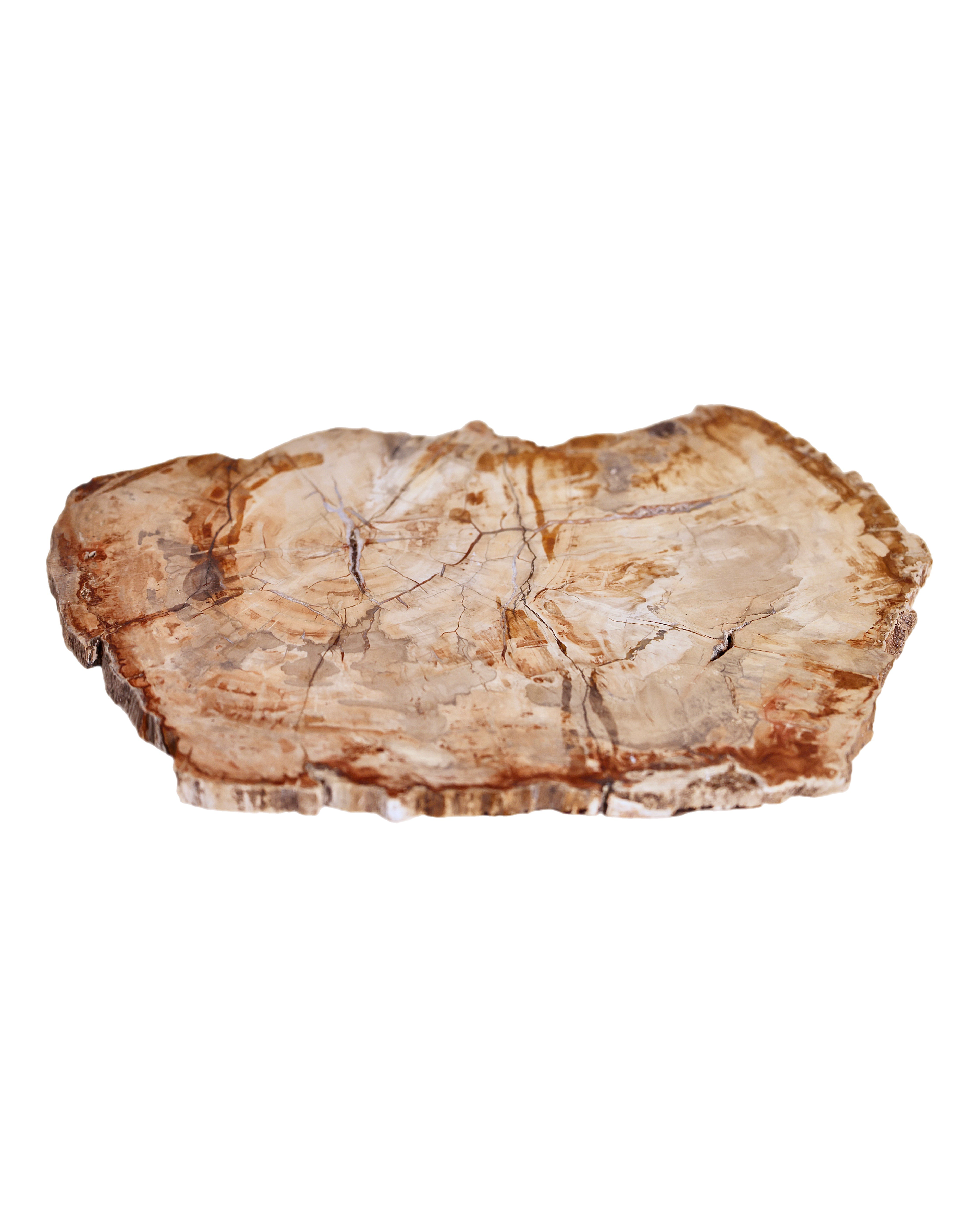 Petrified Wood Platter