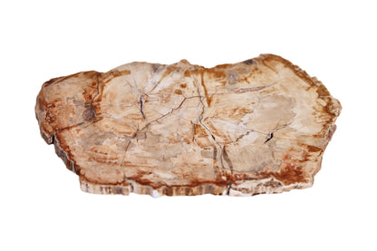 Petrified Wood Platter